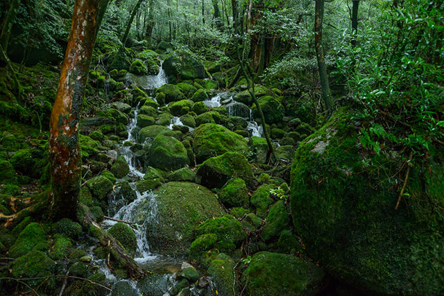 REFRESHING BREEZE IN GREEN STILLNESS