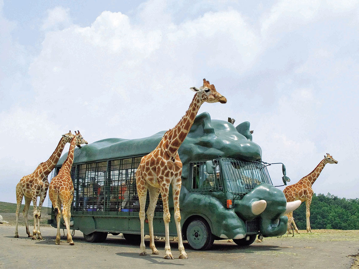 African Safari_1