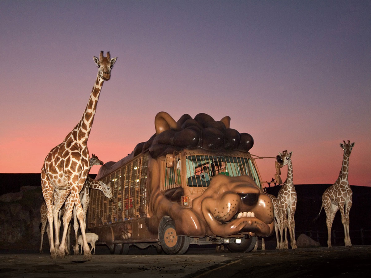 African Safari_4