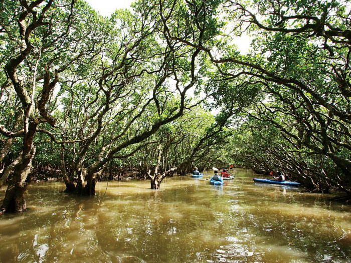 Forest in Black Current Mangrove Park_1