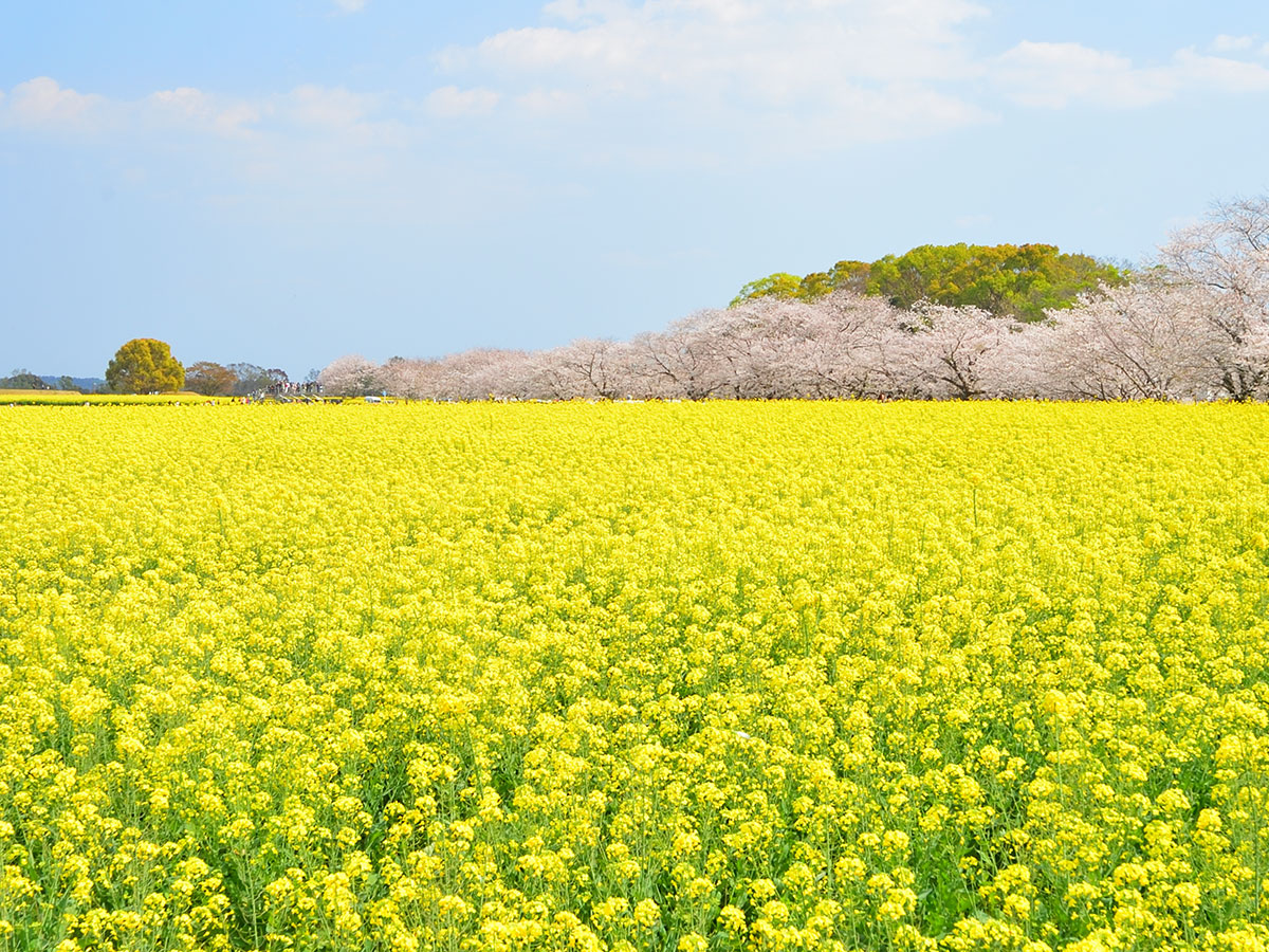 Saitobaru Kofun-gun (Saitobaru Burial Mounds)_1