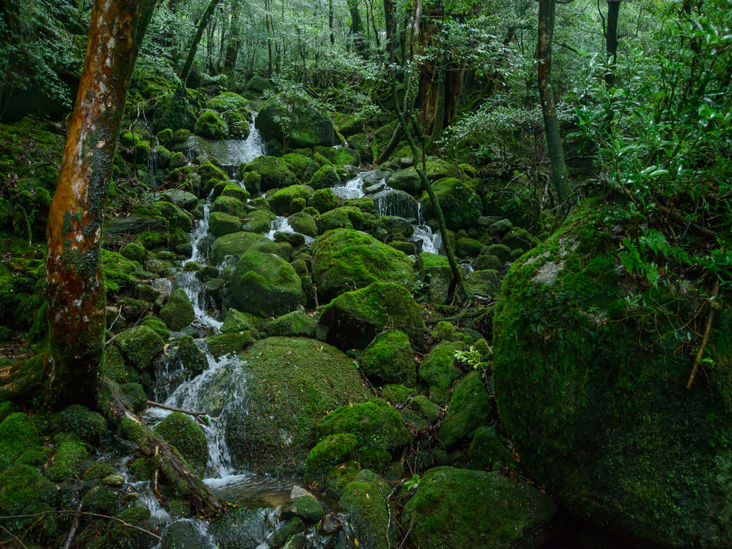 Shiratani Unsuikyo Ravine_1