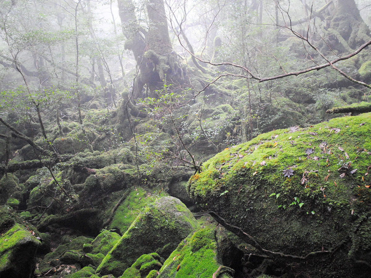 Shiratani Unsuikyo Ravine_2
