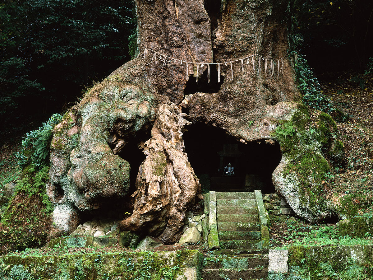 Giant camphor tree of Takeo (Takeo no Okusu)_1