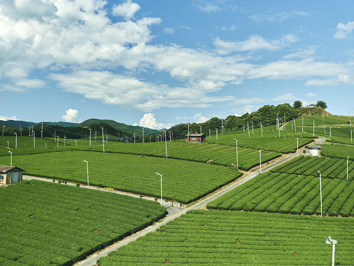 Yame central tea plantation_1