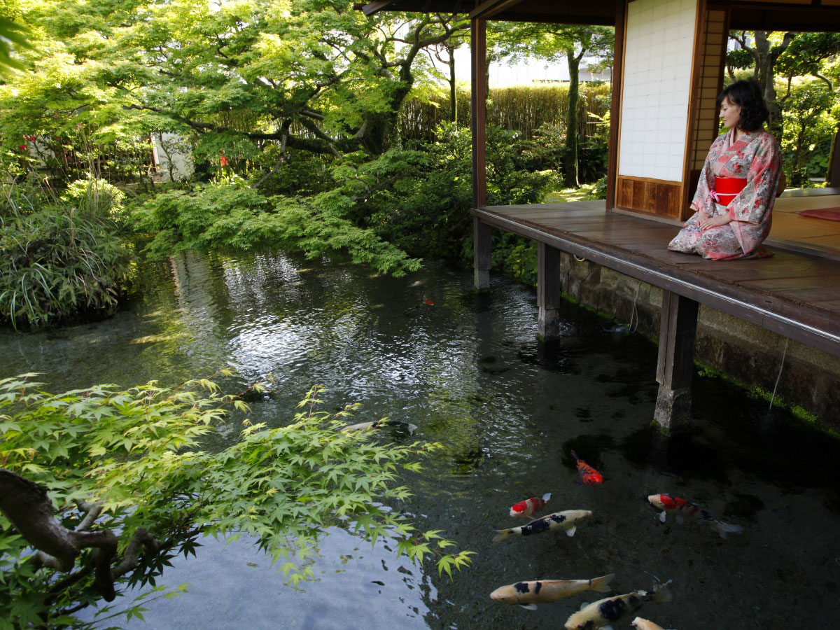 City of Swimming Carp