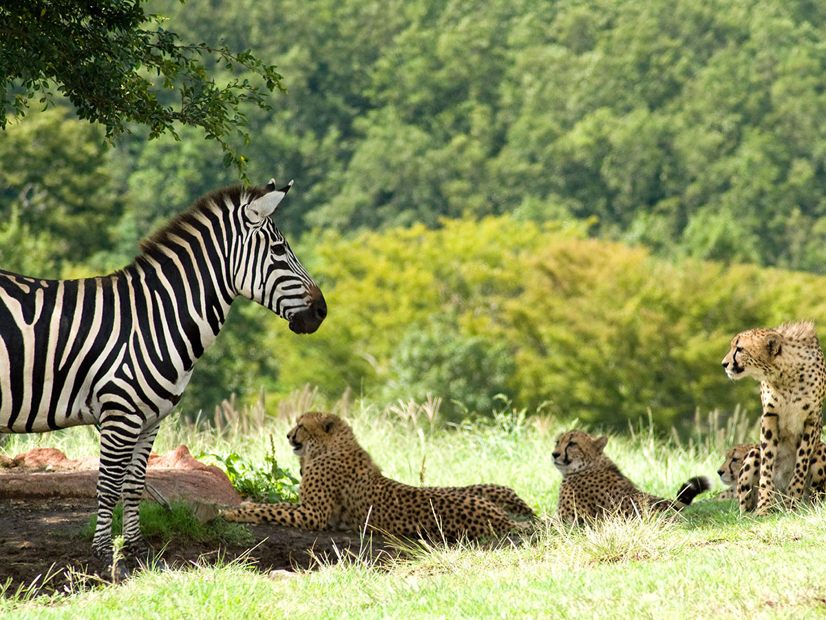 African Safari_3