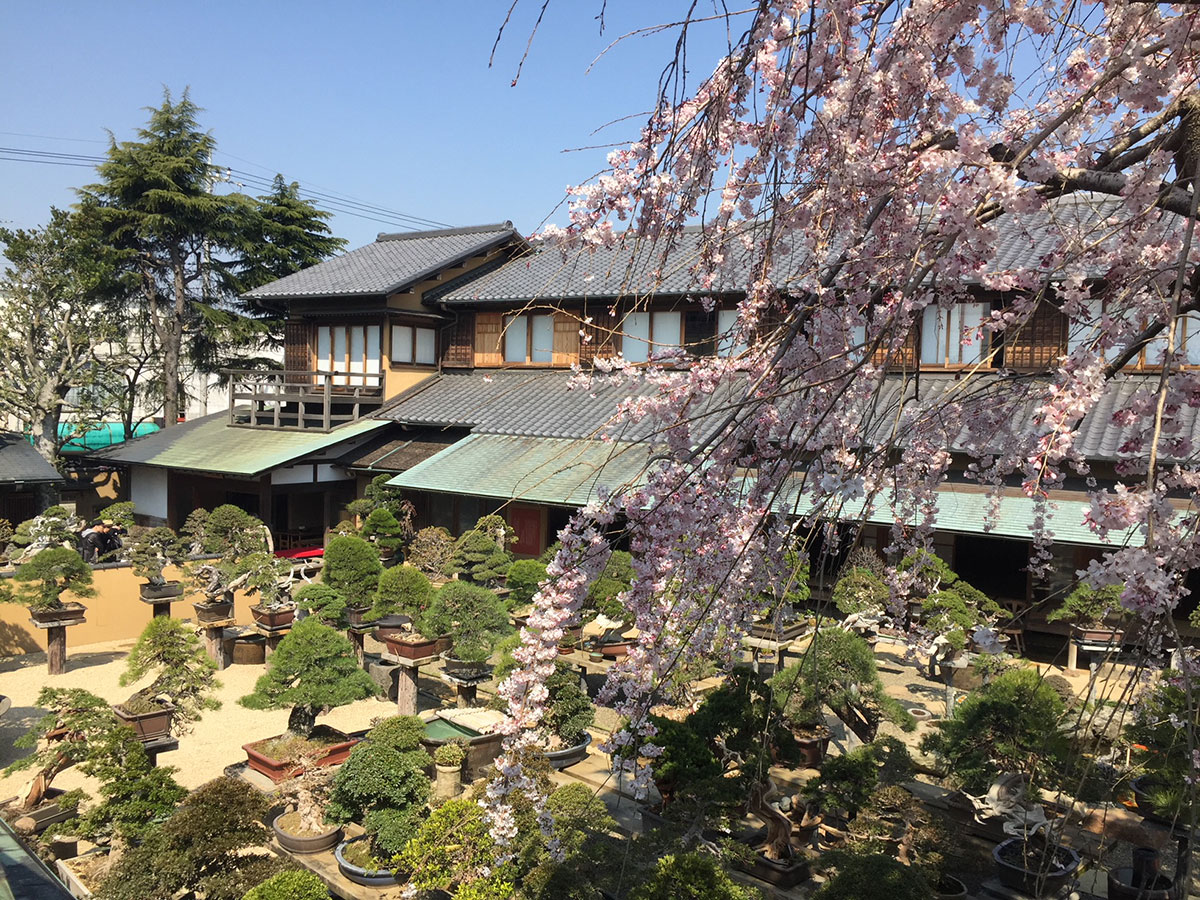 Shunkaen BONSAI Museum_3