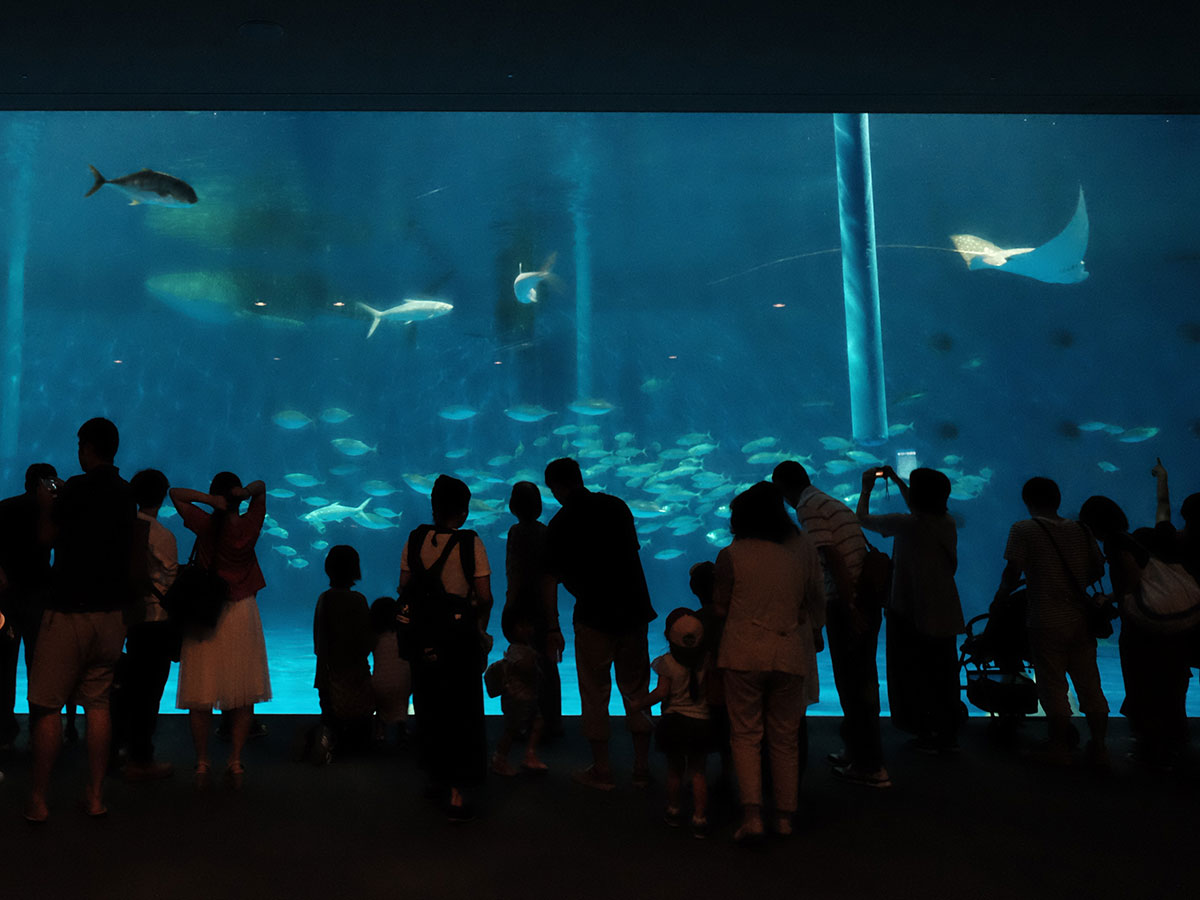 Kagoshima City Aquarium “Io-world”_2
