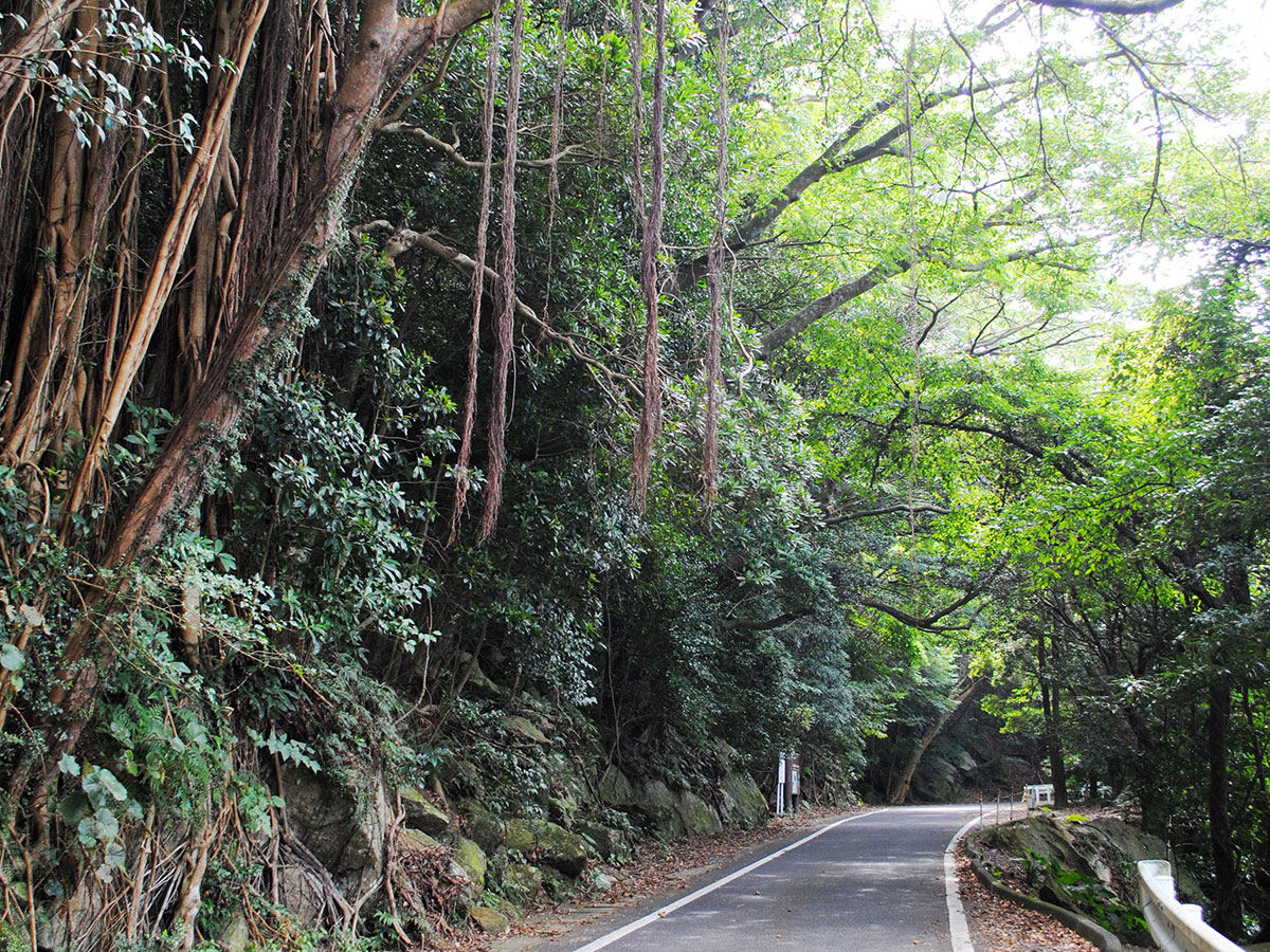 Seibu Rindo Forest Path_4