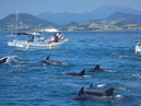 Dolphin watching (sea cruise)_2