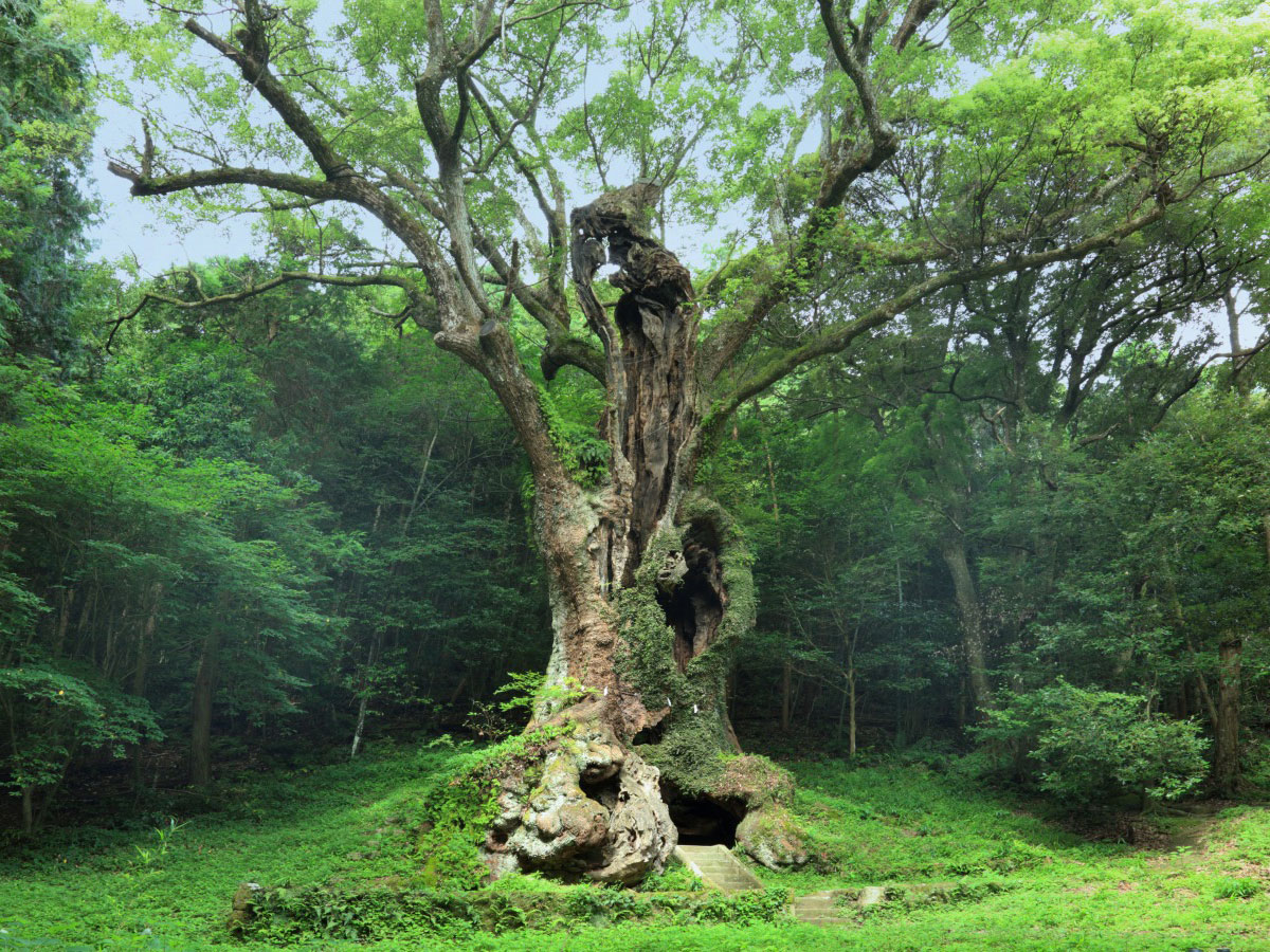 Giant camphor tree of Takeo (Takeo no Okusu)_2