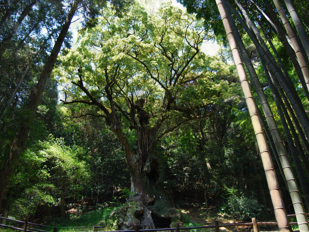 Giant camphor tree of Takeo (Takeo no Okusu)_3
