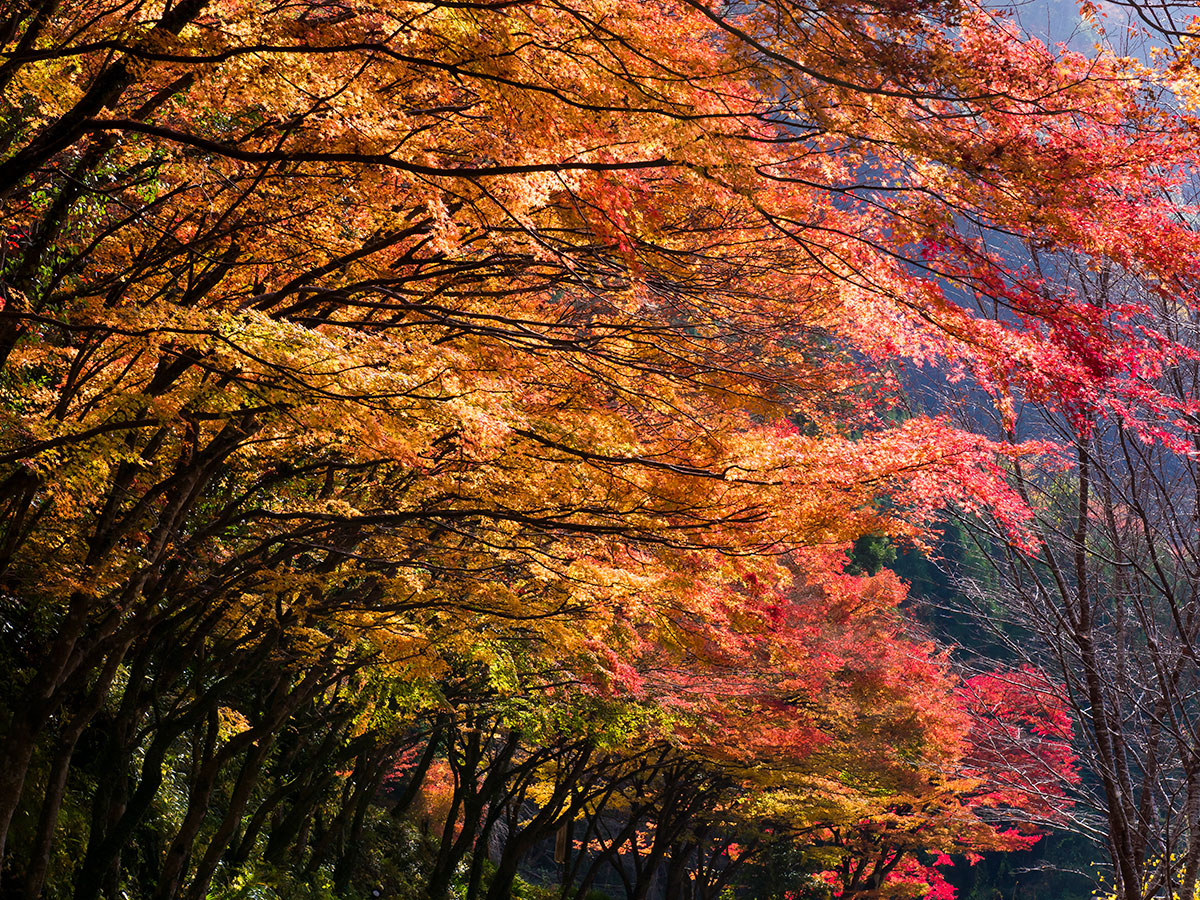 Yaba Gorge, Nakatsu (Red autumnal leaves)_2