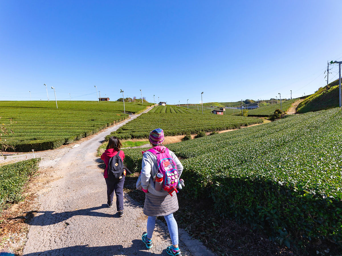 Yame central tea plantation_3